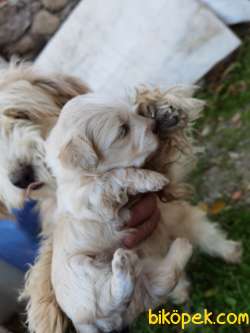 40 Günlük Terrier Yavrular Hepsi Nur Topu Gibi 2