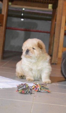 Satılık Safkan Chow Chow Çin Aslanı Yavruları 1