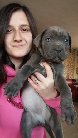 Üst Kalite Cane Corso Yavrularımız 2