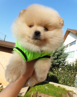 Orjinal Pomeranian Boo Yavrularımız 1