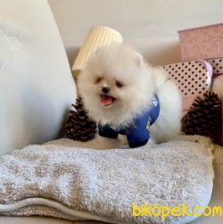 Gülen Surat Boo Pomeranian Yavrular 2