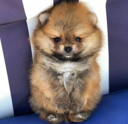 Sıfır Numara PomeranianBoo Yavrularımızdan 3