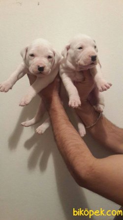 A Kalite Dogo Argentino Yavruları 4