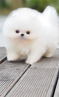 Kar Beyaz Orjinal Pomeranian Boo 1