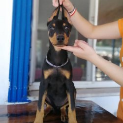 Üst Kalite Doberman Yavrularımız 1