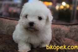Süper Kalite Tea Cup Maltese Terrier Yavrular Mağazamıda 4