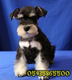 Minyatür Schnauzer Yavruları 1