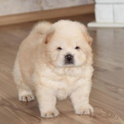 Chow Chow Yavruları 1