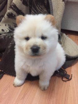 Satılık Chow Chow Yavruları 1