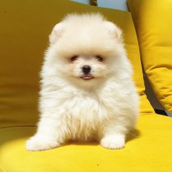 Pomeranian Boo Orjinal Karneli Yavrularımız 1