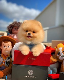 Aynı Gün Kapıda Ödemeli Gönderim Ile Pomeranian Boo Yavrularımız 5