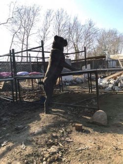 Ruhsatlı Köpek Çiftliğinden A Kalite CANE CORSA Yavruları 3