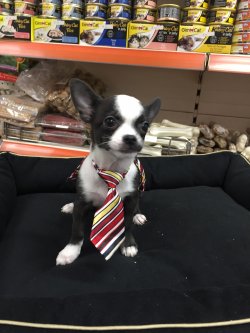 Satılık Chihuahua Teacup Yavrular 5
