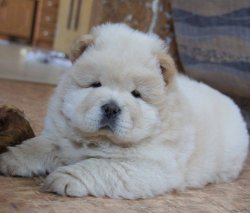Satılık Safkan Chow Chow Çin Aslanı Yavruları 3