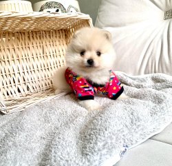 Boo Pomeranian Yavrular 2