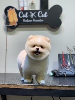 Irkının En Güzelleri Pomeranian Yavruları 1