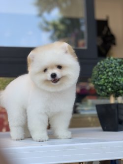 Safkan Teddy Face Pomeranian Yavrularimiz Teacup Size 1