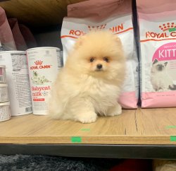 POMERANİAN BOO YAVRU 2