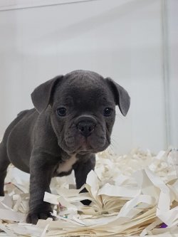 Özel French Bulldog Yavruları 1