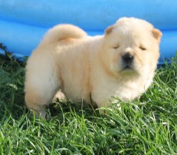 Satılık Chow Chow Yavruları 5