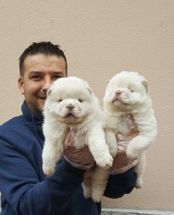 Chow Chow Çin Aslanları Burda 1