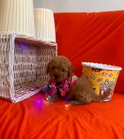 SAFKAN TOY POODLE YAVRULARIMIZ 3