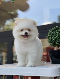 Teddy Face Minyatur Pomeranian Boo Yavrularimiz 2