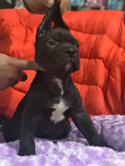 Cane Corso Yavrularımız 3