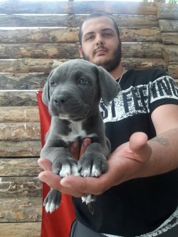 DEV CANE CORSO YAVRULARI 1