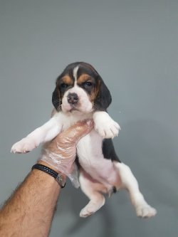 Satılık Elizabeth Beagle Yavru 4