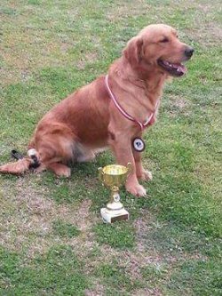 Sevimli Golden Retriever Yavrularımız 2