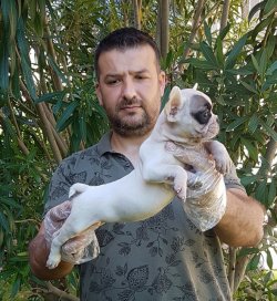 Satılık Fransız Bulldog Yavru Köpekler 3