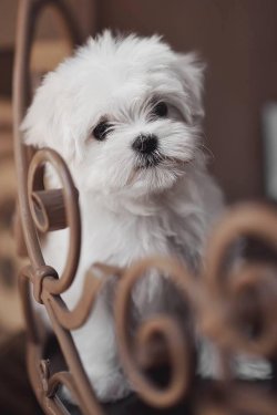 0 NUMARA TÜY DÖKMEYEN ORJİNAL MALTESE TERRİER YAVRULAR 2