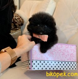 Boo Pomeranian Yavrular 4
