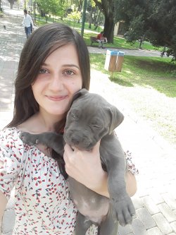 Muhteşem Cane Corso Yavruları 2