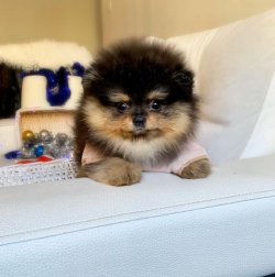 SAFKAN VE SAĞLIKLI POMERANİANBOO YAVRULARIMIZ 2
