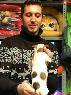 Kısa Bacak Jack Russel Yavruları 4