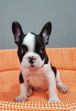 Fransız Bulldog 1