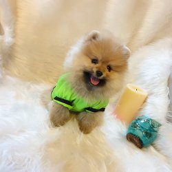 Orjinal Pomeranian Boo Yavrularımız 3