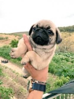 A KALİTE PUG MOPS YAVRULARI 2
