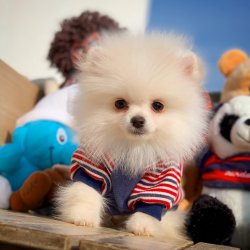 Yarışma Düzeyi PomeranianBoo Yavrularımızdan 2