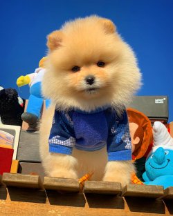 Orijinal Teddybear Pomeranianboo Yavruları 4