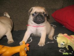 Satılık Yavru Pug Mops 2