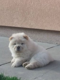 CHOW CHOW ( Çin Aslanı ) YAVRULARI 4