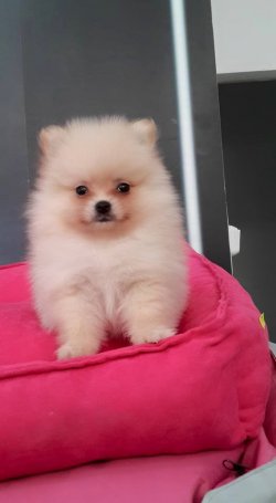 POMERANIAN YAVRUSU 3
