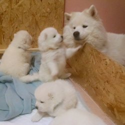PAMUK GİBİ SAMOYED YAVRULARI 4