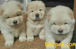 Uyguna Beyaz Chow Chow Yavruları 3