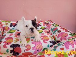 Süper Kalite Franch Bulldog ( Fransız ) Yavrularımız Geldi 2