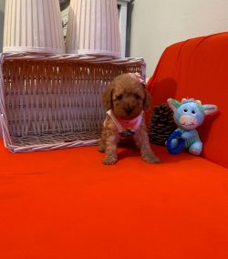 Toy Poodle Mini Boy Yavrular 1