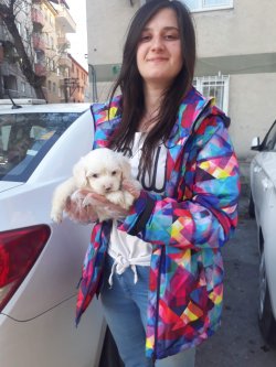Maltese Terrier Yavrularımız 4